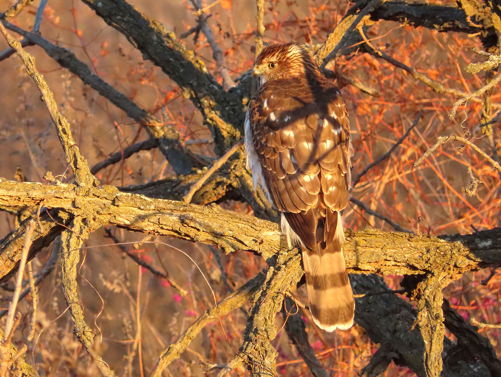 12/17/2021 Cooper's Hawk (Back)